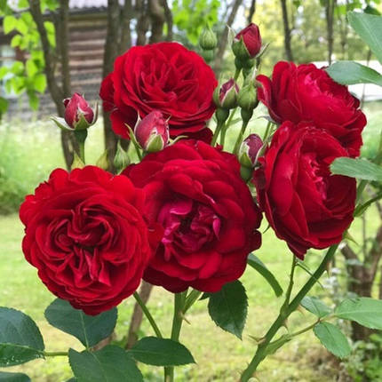 Саджанці парковій троянди Торнадо, фото 3