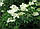Бузина чорна квіти 50 грамів (Sambucus nigra, flos Elder), фото 2