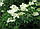 Бузина чорна квіти 50 грамів (Sambucus nigra, flos Elder), фото 3