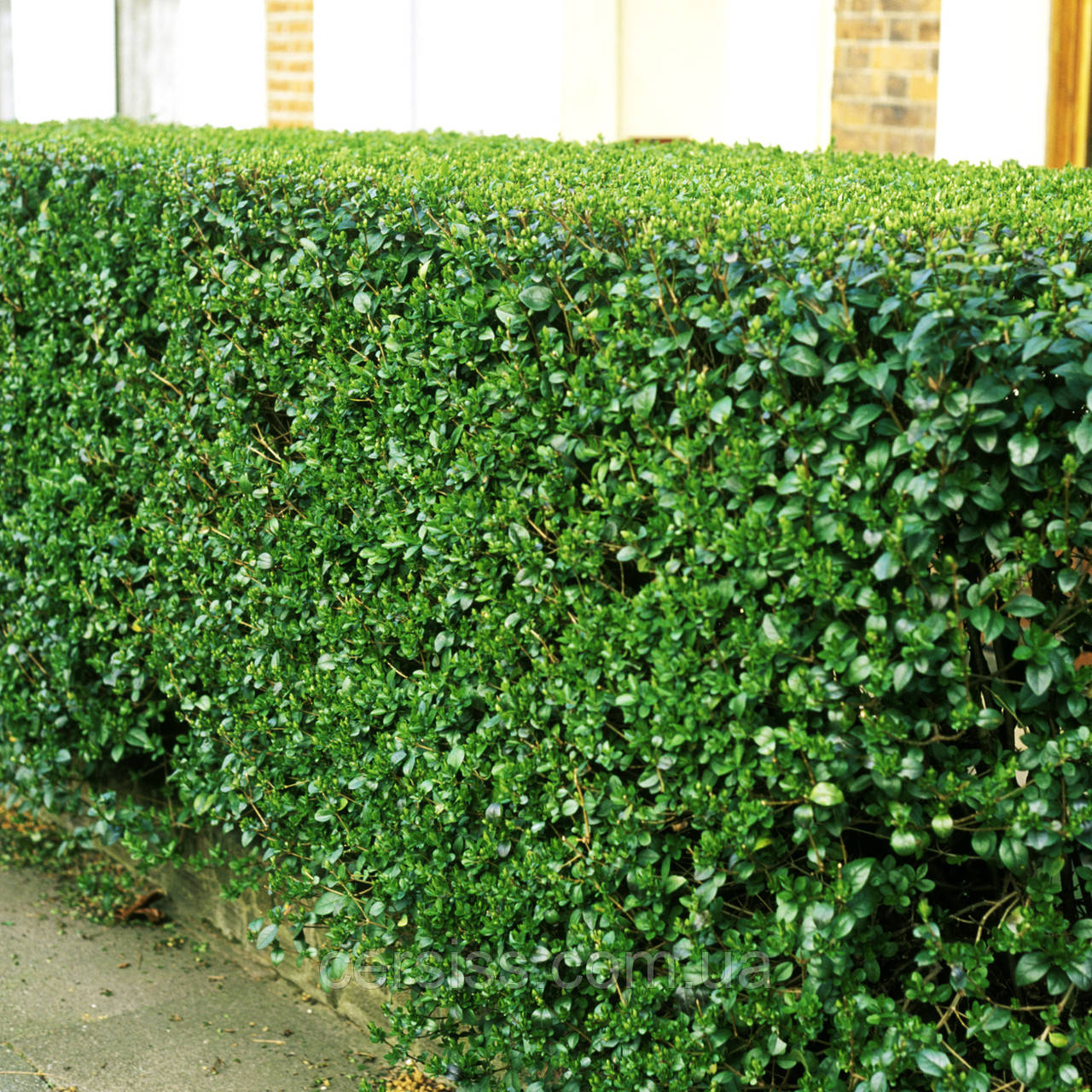 Бірючина, Ligustrum vulgare