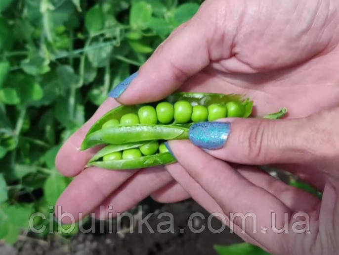 Насіння Горох Шугар снеп (sugar snep) спаржевий ранній Чехія 10 г