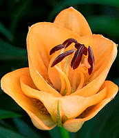 Лилия Apricot Fudge азиатская махровая (лилия роза) 1 луковица