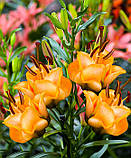 Лілія Apricot Fudge азійська махрова (лилія троянда) 1 цибулина, фото 4
