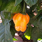 Перець Orange Scotch Bonnet