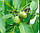 Волоський горіх листя 50 грамів (Juglans regia), фото 2