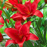 Лілія азіатська Prunotto цибулини 12/14, фото 2