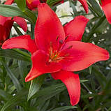 Лілія азіатська Prunotto цибулини 12/14, фото 4