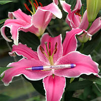 Лілія ОТ-гібрид з гігантською квіткою Marlon, цибулини 10/12