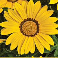 Насіння газанії Промеза, 20 шт., жовта, блискуча