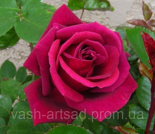 Миранди  - Mirandy, фото 1