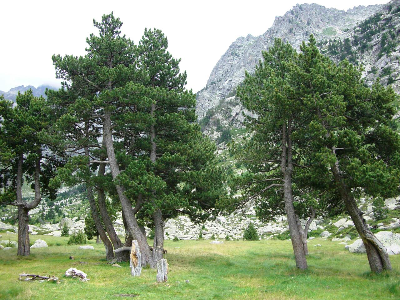 Сосна гачкувата Пірамідата / Pinus uncinata Pyramidata С80 /Н 100 - фото 3 - id-p1328445100