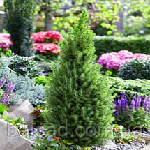 Ялина глаука Перфекта / C5 / h 50-60 / Picea glauca Perfecta, фото 6