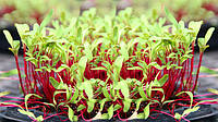 Семена буряка (свеклы) для выращивания микрозелени