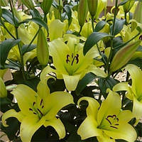 Лілія гігант Yelloween ОТ-гібрид цибулини