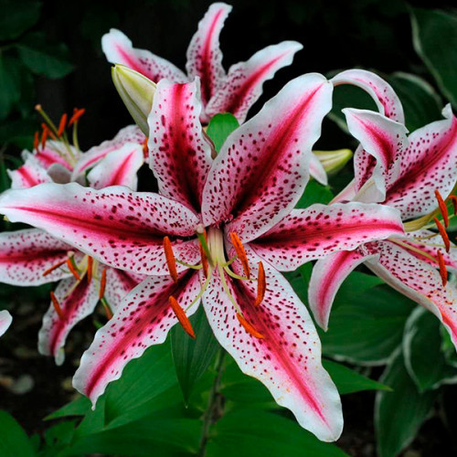 Лілія тигрова орієнтальна Dizzy цибулини 12/14, фото 1