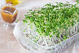 Мікрозелень Гречка зелена органічна 50 г, фото 3