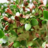 Мікрозелень Льон коричневий органічний 50 г, фото 3