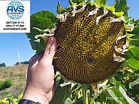 Соняшник самуела стійкий до заразихи A-G+. Урожайний гібрид Самуела 49ц/га. Насіння соняшника Самуела, фото 9