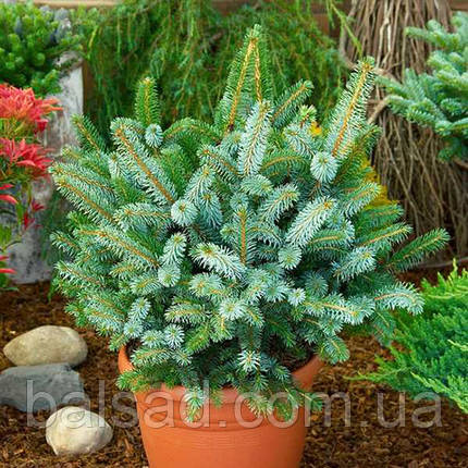 Ялина сітхінська Міджет / С5 / h 15-25 / Picea sitchensis Midget, фото 1
