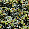 Ялина сітхінська Міджет / С5 / h 15-25 / Picea sitchensis Midget, фото 9