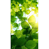 Обігрівач-картина інфрачервоний настінний Shine EK-51 250W, 106х60 см, Листя, 028-1