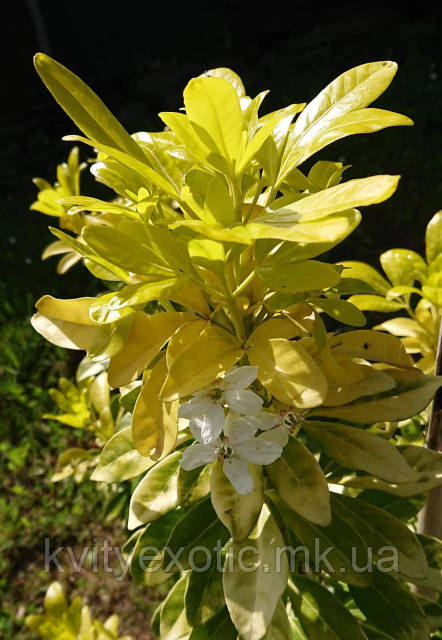 Yalangoch Jeyson Statham fotosurati Xususiy yangi rus porno onlayn