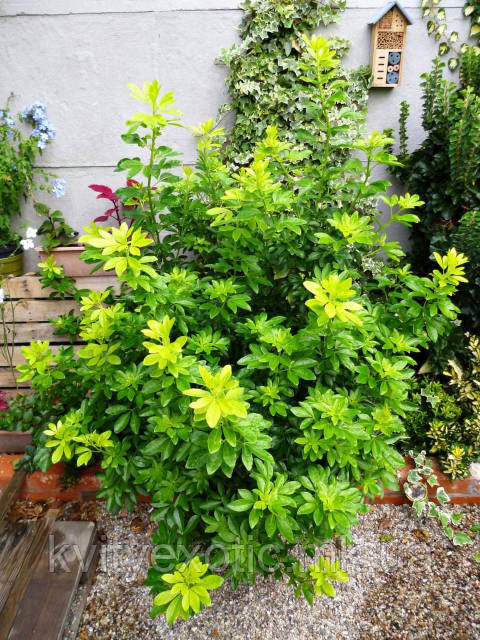 Katta dumba bilan rus seks videolar Jinsiy aloqa uchun keksa ayol