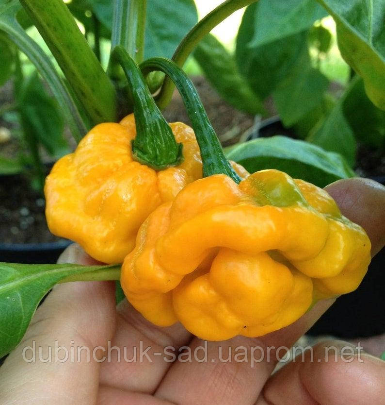 Перець Orange Scotch Bonnet