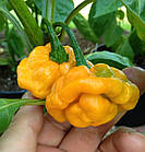 Перець Orange Scotch Bonnet