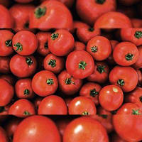 Мамако F1 насіння томата дет. ультрараннього 50-52 дн, червоний, 100-110 г (Syngenta). 20 насіння