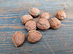 Горіхи вибілені натуральний декор, 9 шт\уп.