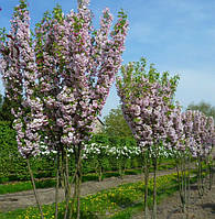Райска яблуня колоновидна Ван Эселтине (Висота 2 м)