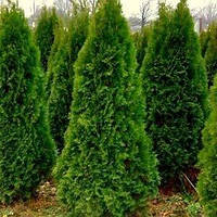 Саженцы Туи западной Смарагд -Thuja occidentalis Smaragd