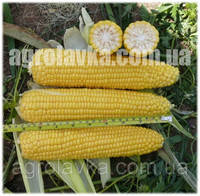 Добриня F1 - насіння цукрової кукурудзи, 2500 нас., 70 днів, качан 25см, Lark Seeds