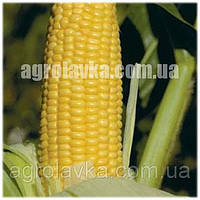 Уокер F1 - насіння цукрової кукурудзи, 2500 нас., 74 дні, качан 24-25см, Lark Seeds