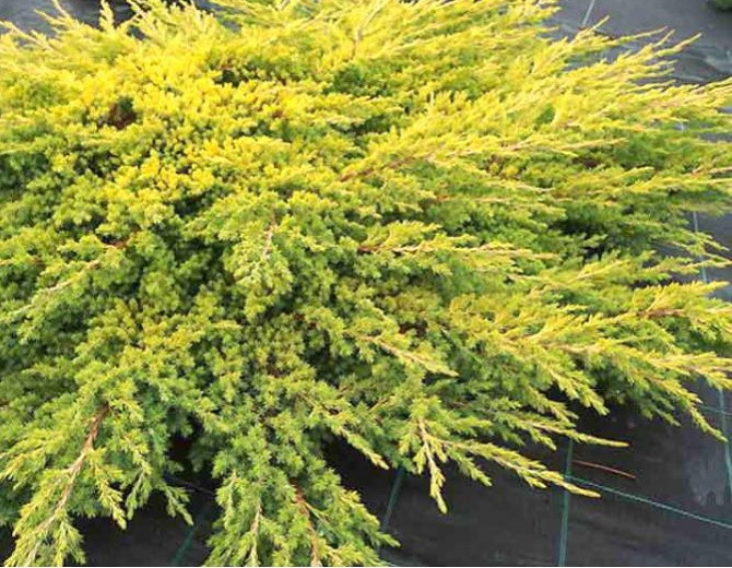 Ялівець лежачий Kishiogima 2 річний, Можжевельник лежачий Кишиогима, Juniperus procumbens Kishiogima