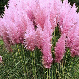 Пампасна трава Pink Feather 1 рік, Кортадерія / пампасна трава Пінк Фазе, Cortaderia selloana Pink Feather