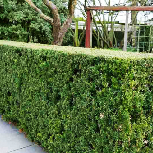 Тис середній Хіксі / h 20-30 / Taxus media Hicksii