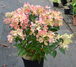Гортензія метельчата Pastel Green 3річна, Гортензія волотиста Пастель Грін Hydrangea paniculata Pastel Green, фото 4