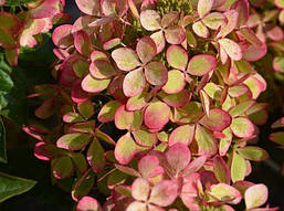 Гортензія метельчата Pastel Green 3річна, Гортензія волотиста Пастель Грін Hydrangea paniculata Pastel Green, фото 6