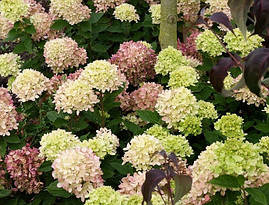 Гортензія метельчата Pastel Green 3річна, Гортензія волотиста Пастель Грін Hydrangea paniculata Pastel Green, фото 3