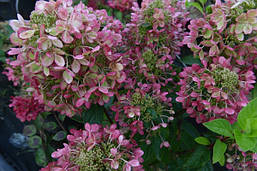 Гортензія метельчата Pastel Green 3річна, Гортензія волотиста Пастель Грін Hydrangea paniculata Pastel Green, фото 5