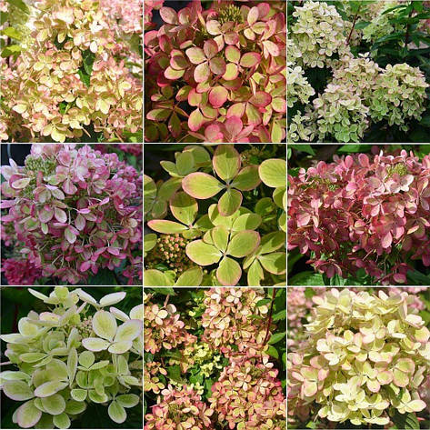 Гортензія метельчата Pastel Green 3річна, Гортензія волотиста Пастель Грін Hydrangea paniculata Pastel Green, фото 1