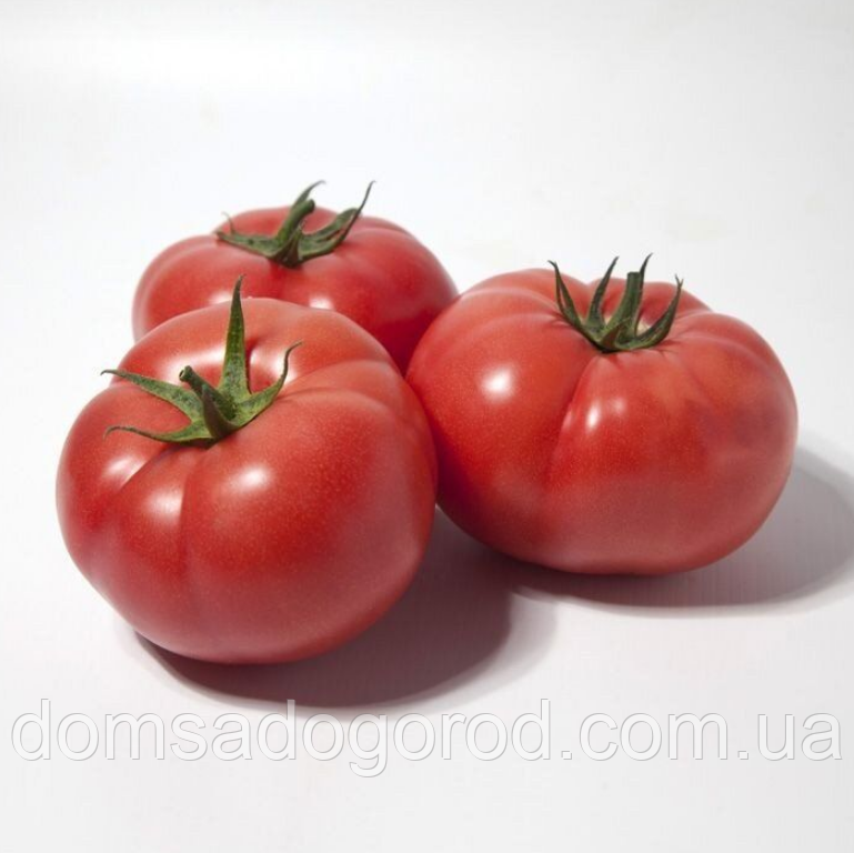Томат KS 1157 F1" KS 1157 F1 Kitano Seeds 100 шт.