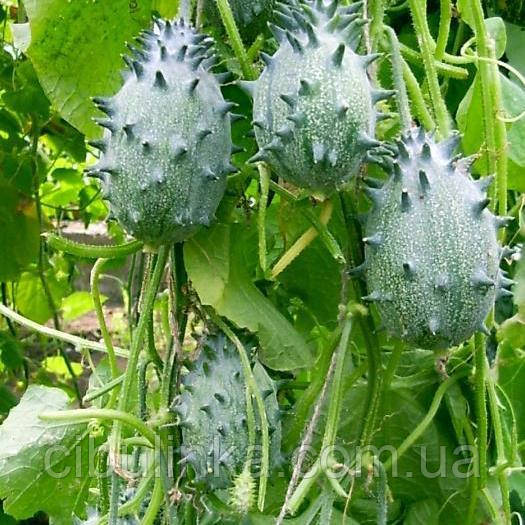 Насіння Ківано (огірок) 5 шт (zip-paket), фото 1