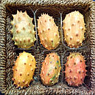 Насіння Ківано (огірок) 5 шт (zip-paket), фото 3