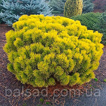 Сосна гірська Карстен / С45 / h 60-70 / Pinus mugo Carsten, фото 5