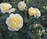 Троянда Comtesse Du Barry (Комтес дю Баррі), фото 3