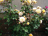Троянда Comtesse Du Barry (Комтес дю Баррі), фото 6