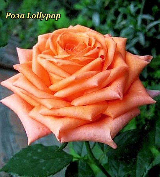 Троянда Lollypop (Лоліпоп)